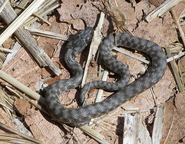 Natrix tessellata