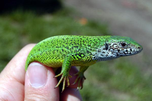 Lacerta viridis