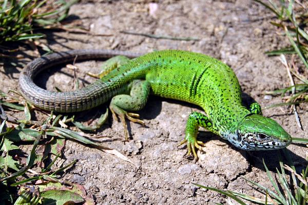 Lacerta viridis