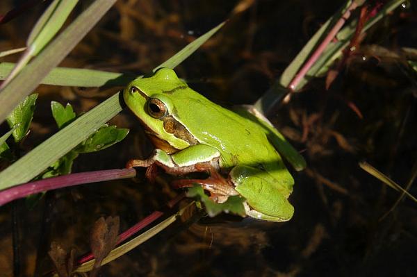 Hyla arborea