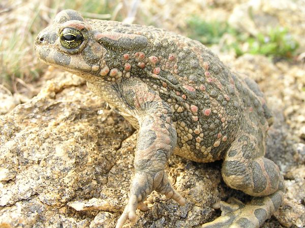 Pseudepidalea viridis