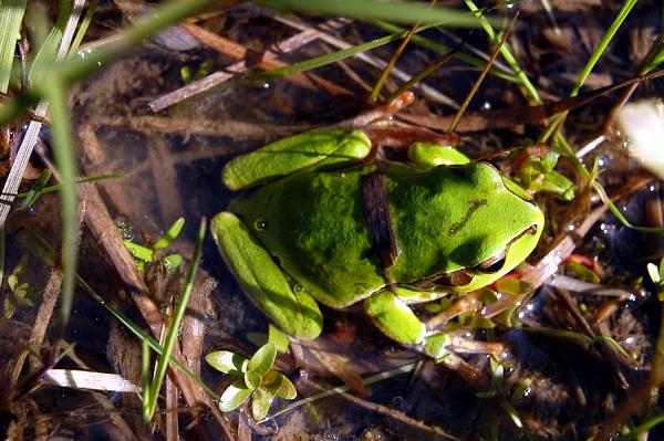 Hyla arborea