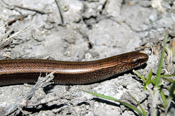 Anguis fragilis s.l.