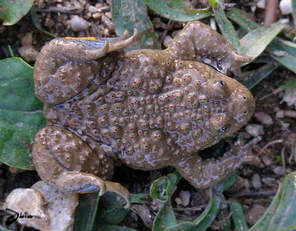 Bombina variegata