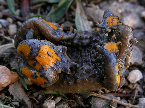 Bombina variegata