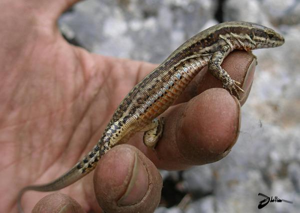 Podarcis muralis