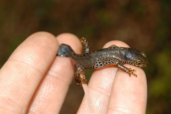 Mesotriton alpestris