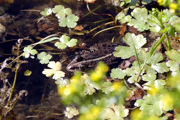 Pelophylax ridibundus