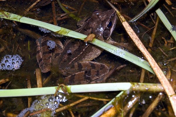 Rana dalmatina