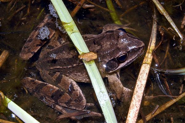 Rana dalmatina