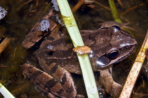 Rana dalmatina