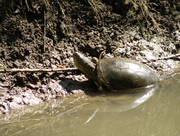 Emys orbicularis