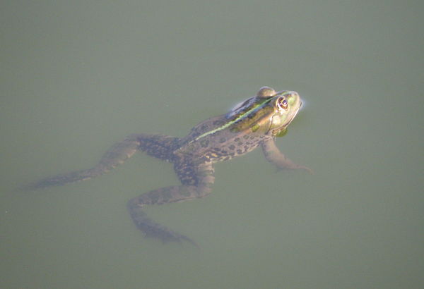 Pelophylax ridibundus