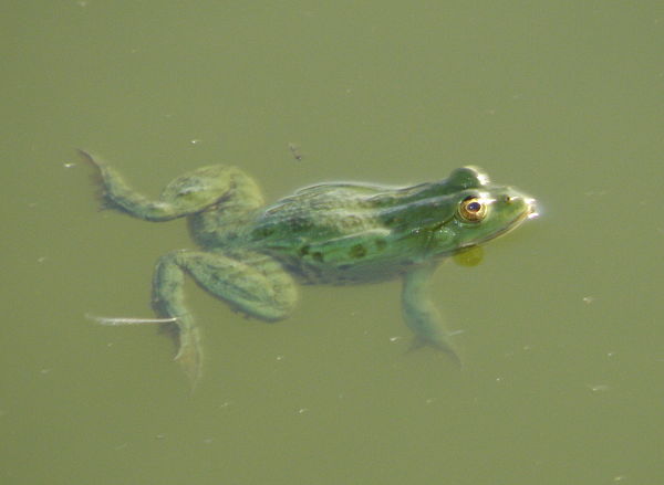 Pelophylax ridibundus