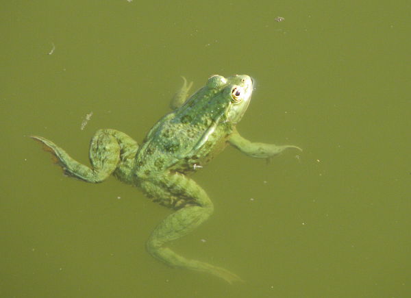 Pelophylax ridibundus