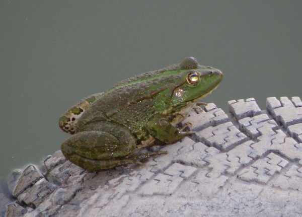 Pelophylax ridibundus