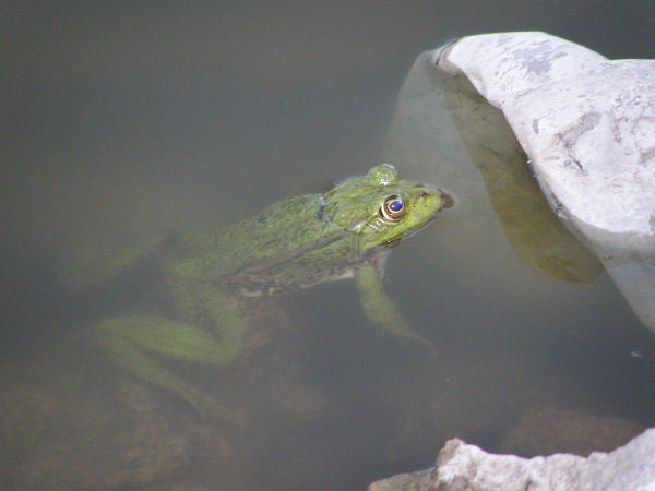 Pelophylax ridibundus