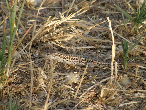 Podarcis tauricus