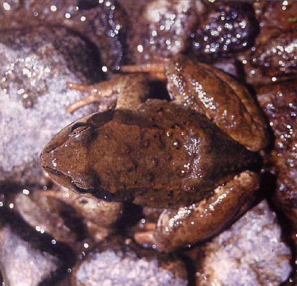 Pelophylax/Rana sp.