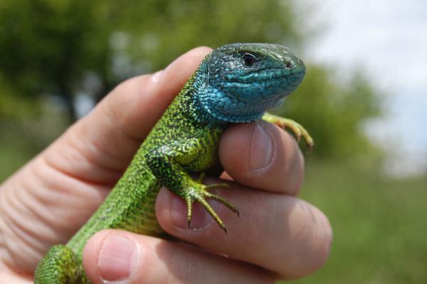 Lacerta viridis