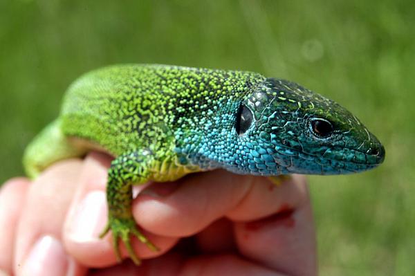 Lacerta viridis