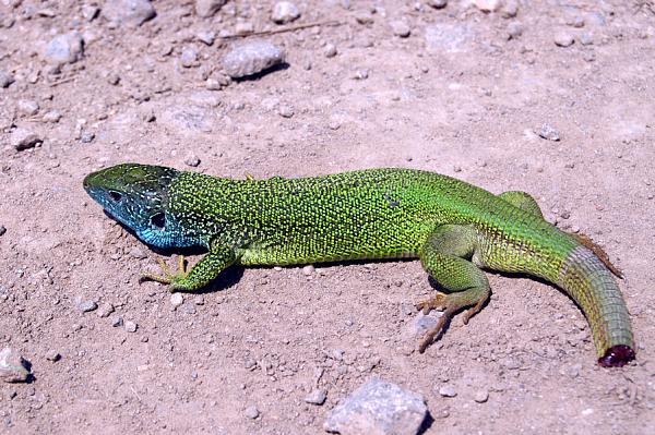 Lacerta viridis