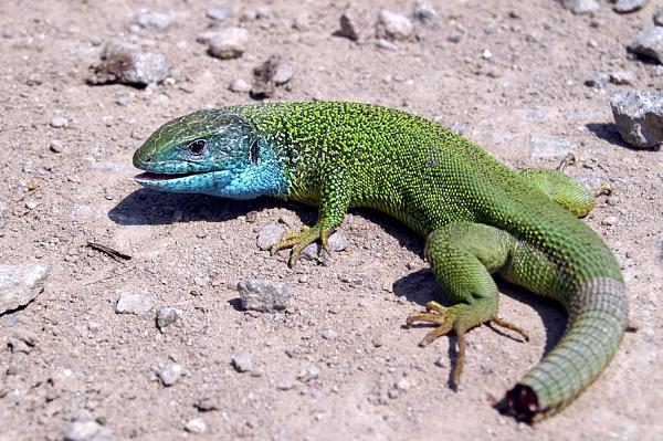 Lacerta viridis