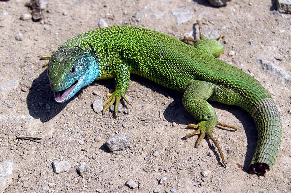 Lacerta viridis