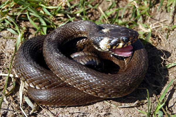 Natrix natrix