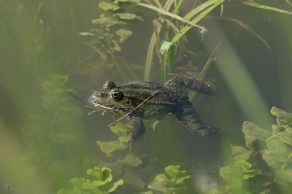 Pelophylax ridibundus