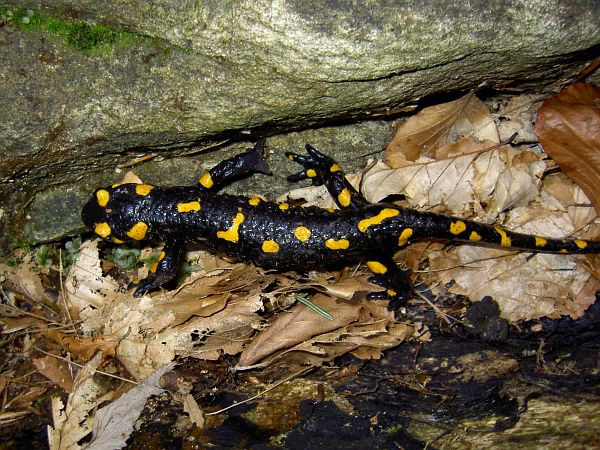 Salamandra salamandra