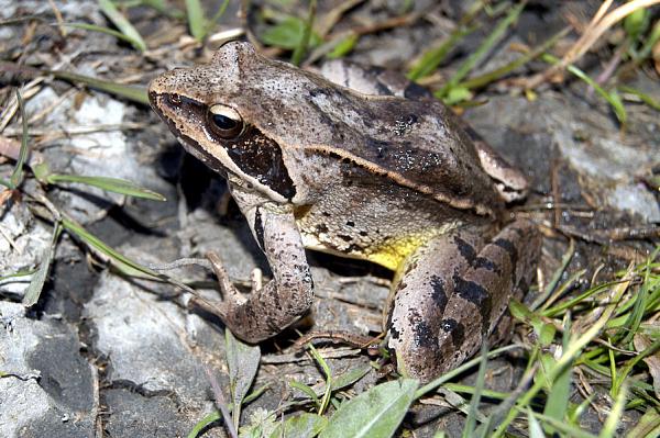 Rana dalmatina