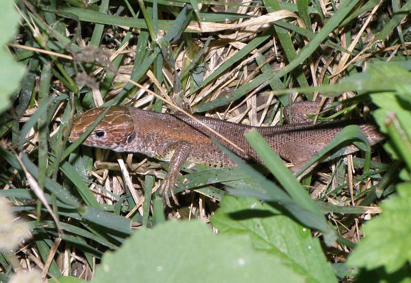 Lacerta viridis