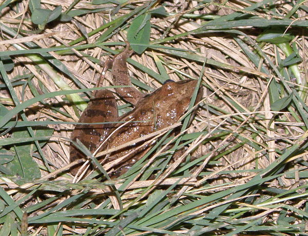 Rana dalmatina