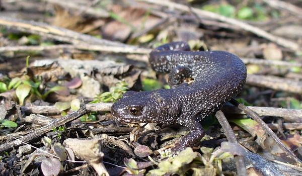 Triturus cristatus