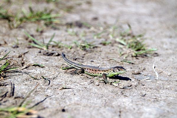 Lacerta agilis