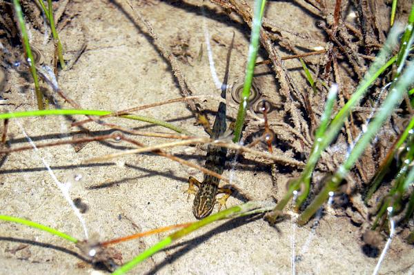 Lissotriton vulgaris