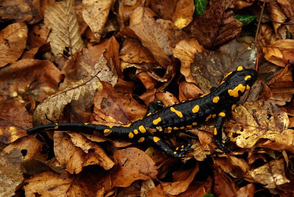 Salamandra salamandra