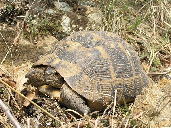 Testudo graeca