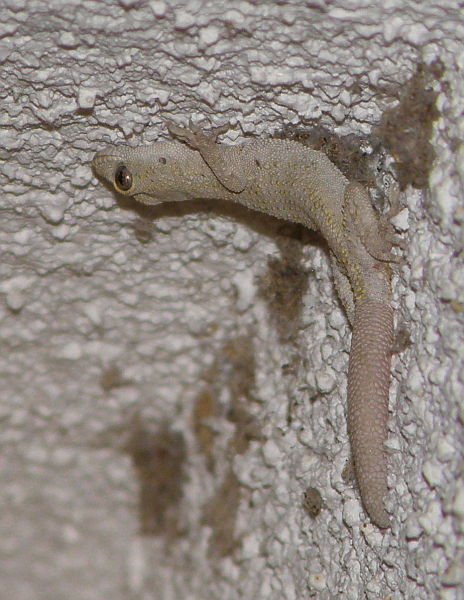 Mediodactylus kotschyi