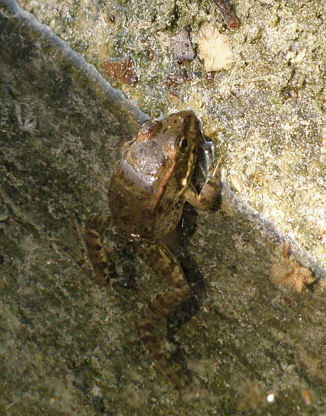 Pelophylax ridibundus