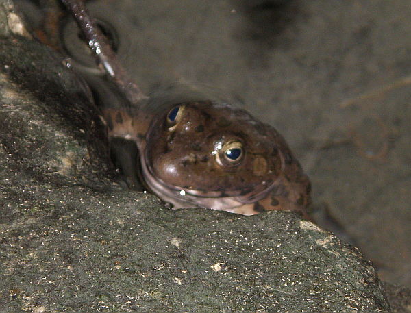 Pelophylax ridibundus