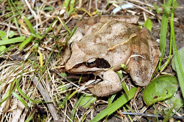 Rana dalmatina