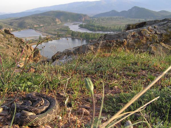 Vipera ammodytes