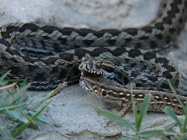 Vipera ursinii