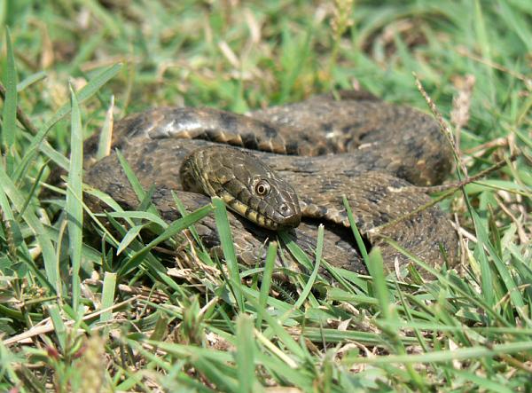 Natrix tessellata