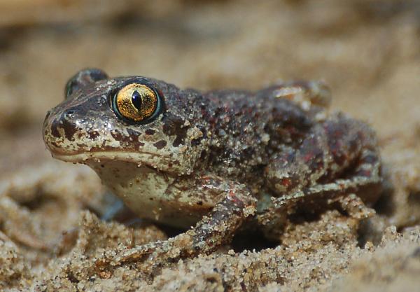 Pelobates fuscus