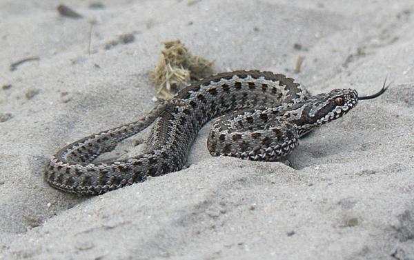 Vipera ursinii