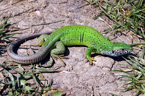 Lacerta viridis