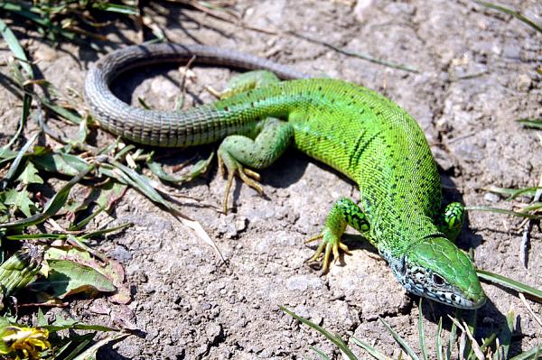 Lacerta viridis